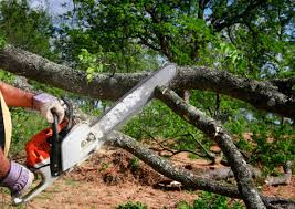 Reliable Kirklin, IN Tree Care  Solutions