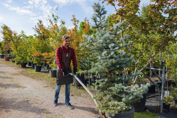 How Our Tree Care Process Works  in  Kirklin, IN